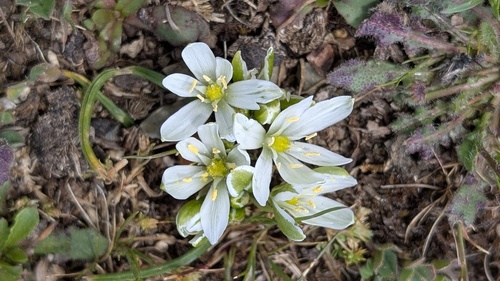 Allium chamaemoly