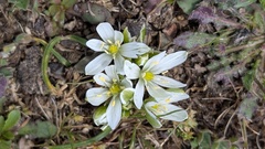 Allium chamaemoly