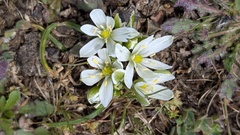 Allium chamaemoly, photograph (c) Joan Simon, some rights reserved (CC BY)