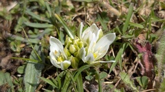 Allium chamaemoly, photograph (c) Joan Simon, some rights reserved (CC BY)