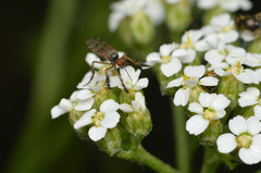 Empis clausa