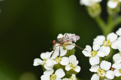 Empis clausa