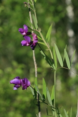 Lathyrus palustris pilosus