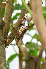 Deinacrida heteracantha