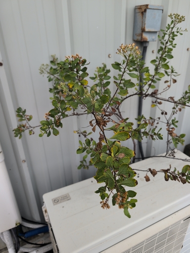 Pluchea indica observed 2026-05-16