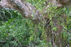 Ludovia integrifolia