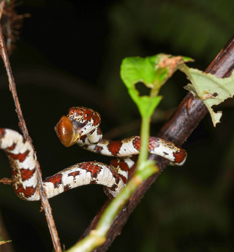 Ringed Snail Sucker, Sibon annulatus