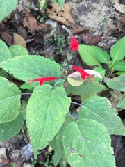 Salvia cinnabarina