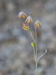 Fritillaria viridea, photograph (c) Sam Eberhard, some rights reserved (CC BY)