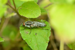 Ozodiceromyia notata