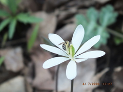 Andrena nasonii