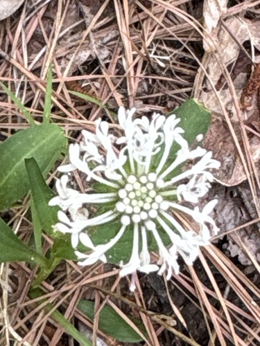 Marshallia obovata, photograph 5