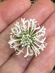 Marshallia obovata, photograph (c) Carol Ann McCormick, some rights reserved (CC BY)