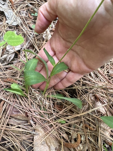 Marshallia obovata, photograph 6