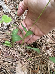 Marshallia obovata, photograph (c) Carol Ann McCormick, some rights reserved (CC BY)