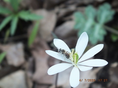 Andrena nasonii