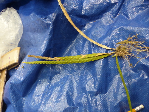 Lockhartia acuta, photograph 1
