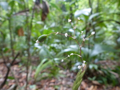 Lockhartia acuta