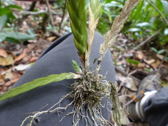 Lockhartia acuta, photograph (c) Letizia Weichgrebe, some rights reserved (CC BY)