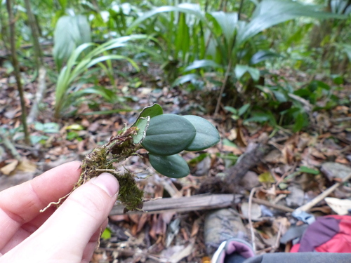 Trichosalpinx orbicularis, photograph 4