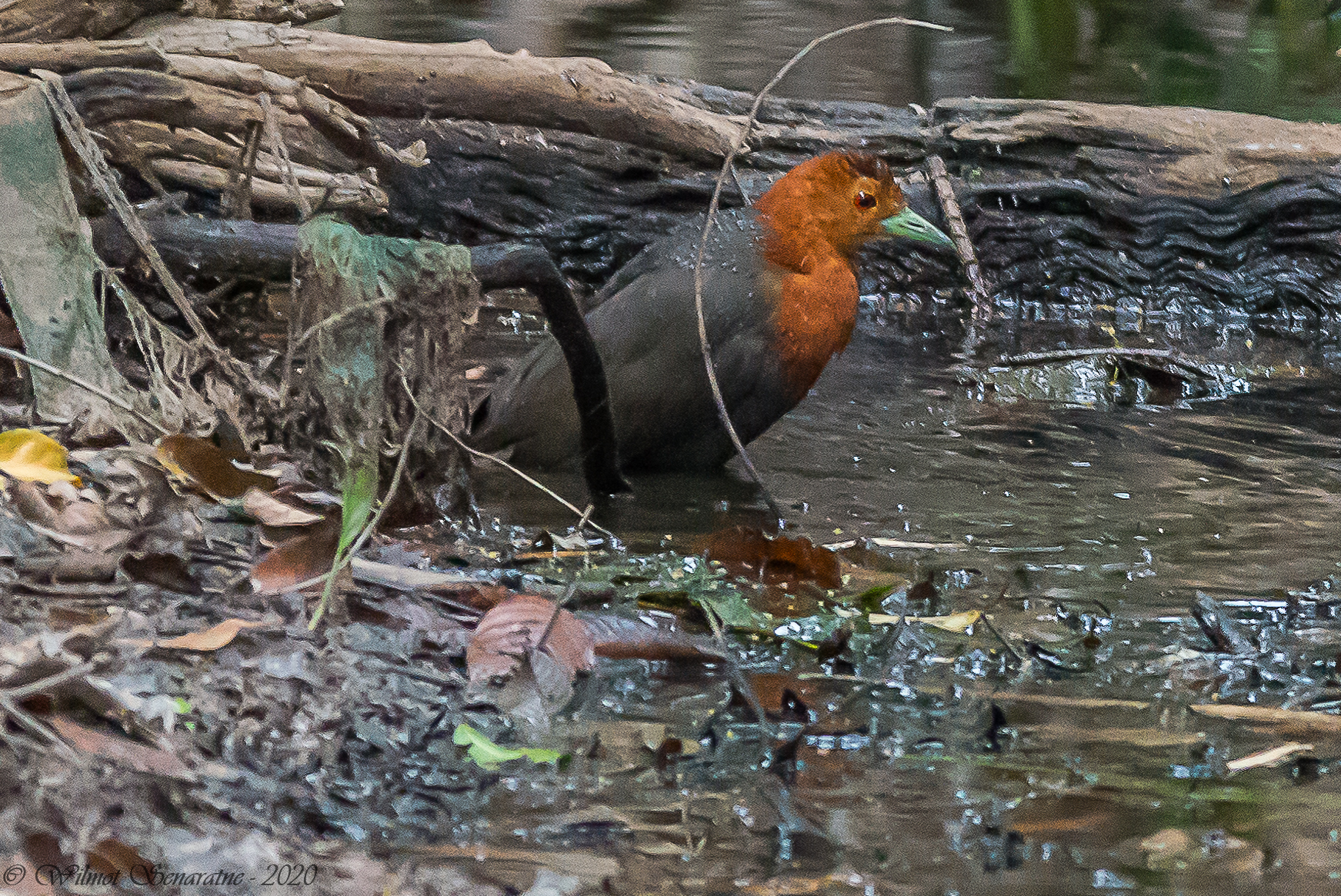 Red-necked Crake (Rallina tricolor), photo 8
