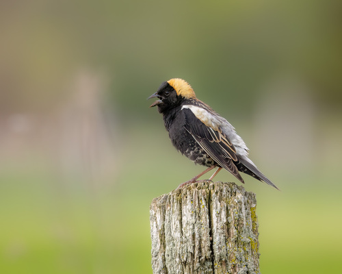 Tordo charlatán (Dolichonyx oryzivorus)