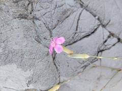 Dianthus virgineus, photograph (c) Roland Godon, some rights reserved (CC BY)