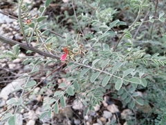 Indigofera lindheimeriana