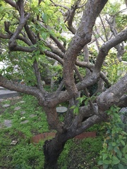 Prunus