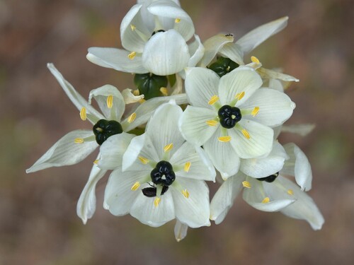Arabian Star-flower