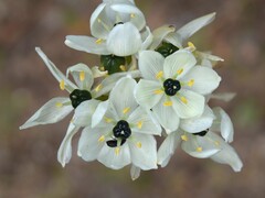 Ornithogalum arabicum