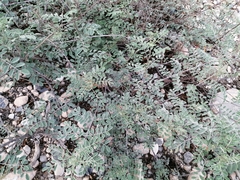 Indigofera lindheimeriana