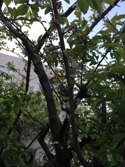 Prunus