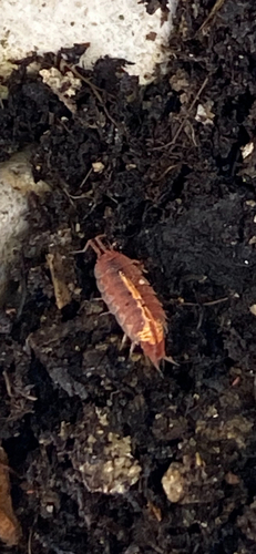 Rosy Woodlouse