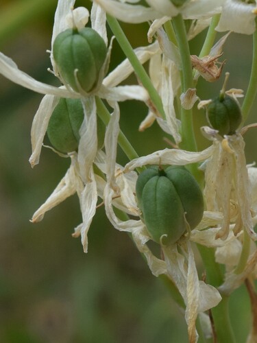 Ornithogalum arabicum, photograph 1