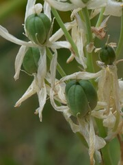 Ornithogalum arabicum, photograph (c) Mehdi Chetibi, some rights reserved (CC BY)