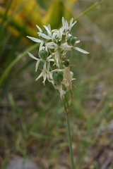 Ornithogalum arabicum, photograph (c) Mehdi Chetibi, some rights reserved (CC BY)
