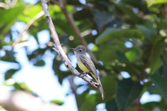 Myiarchus panamensis