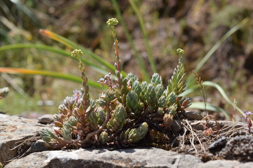 Pale Stonecrop