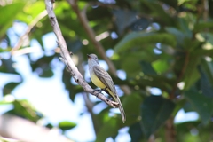 Myiarchus panamensis