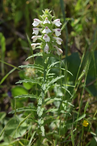Mediterranean lineseed