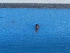 Salpingus planirostris