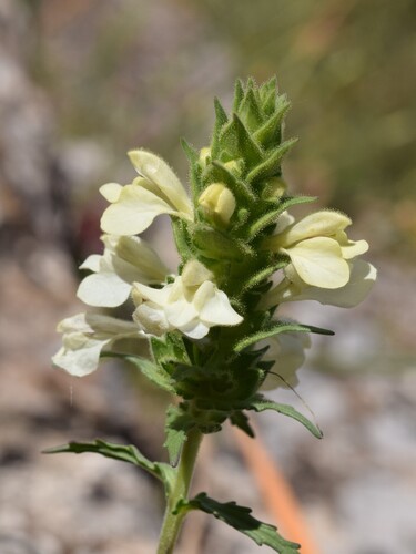 Mediterranean lineseed