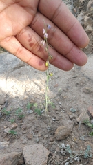 Hebecarpa barbeyana