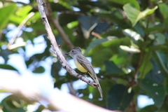 Myiarchus panamensis