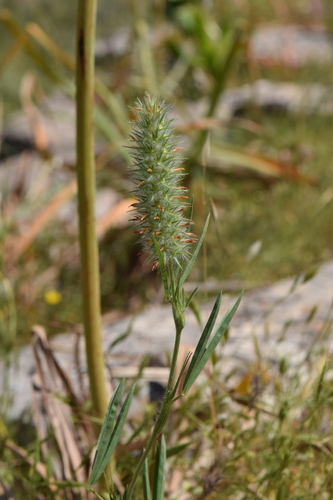 Narrow-leaved clover