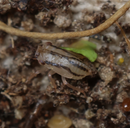 Megophthalmus scanicus