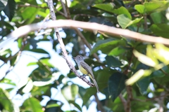 Myiarchus panamensis