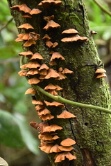 Anthracophyllum discolor