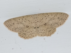 Cyclophora turneri